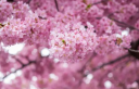 武大樱花受到广泛的关注和喜爱