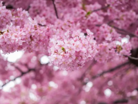 武大樱花受到广泛的关注和喜爱