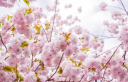 樱花是什么季节有，樱花花期多久，樱花花语是什么？