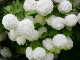 开白色球形花的绿植(开白球花的植物)